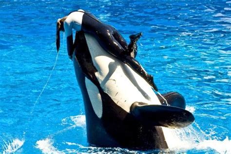 Dawn seaworld orca death. Things To Know About Dawn seaworld orca death. 